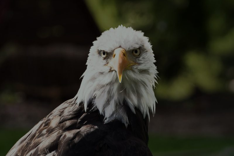 bald eagle