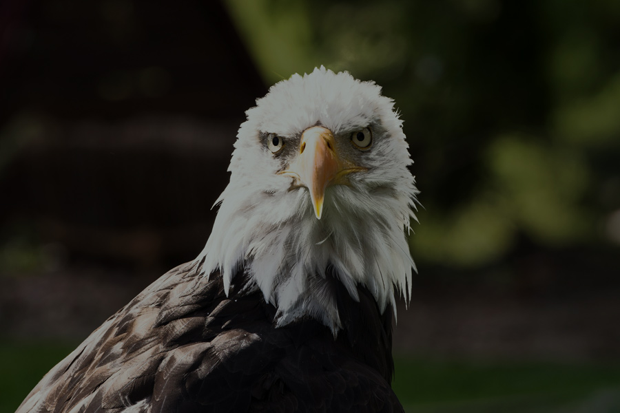 bald eagle